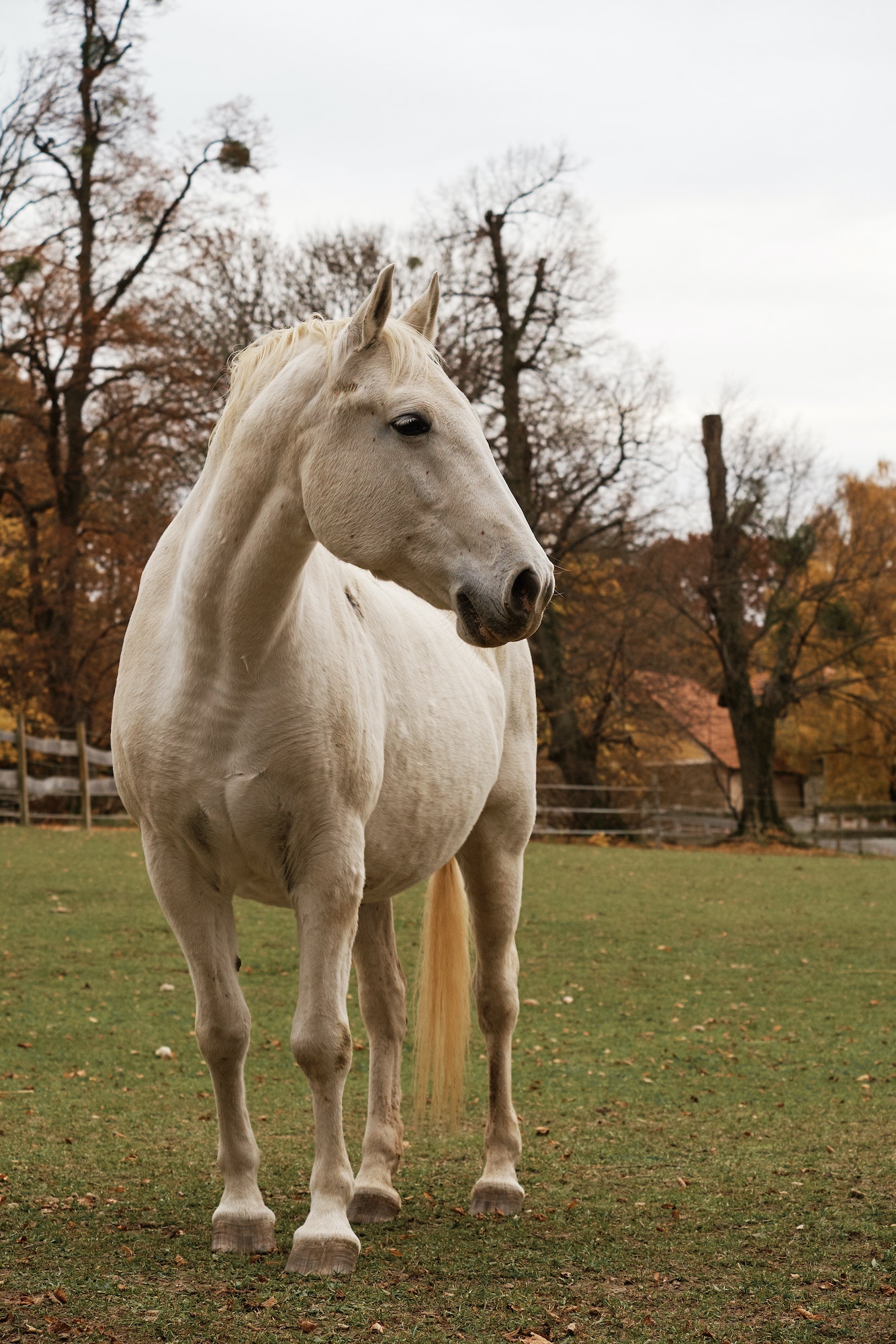 Horse on pasture
