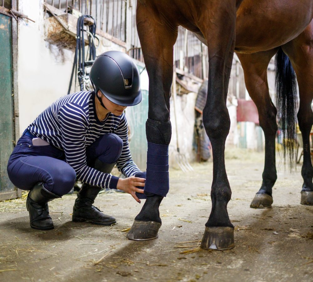 Young girl rider bandaging horse legs before training